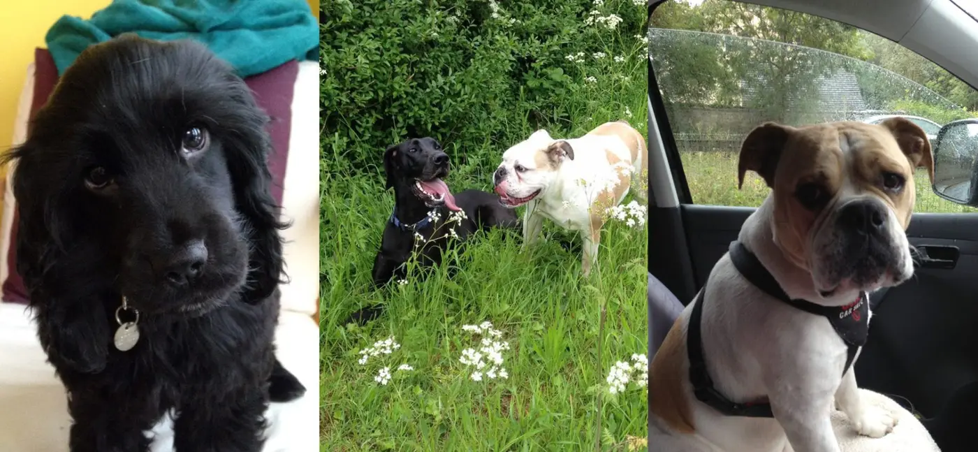 Doggy Day Care