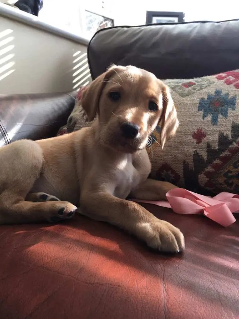 fergus - dog walkers new puppy
