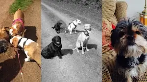 Doggone Walkies - Dog Walking Services place picture