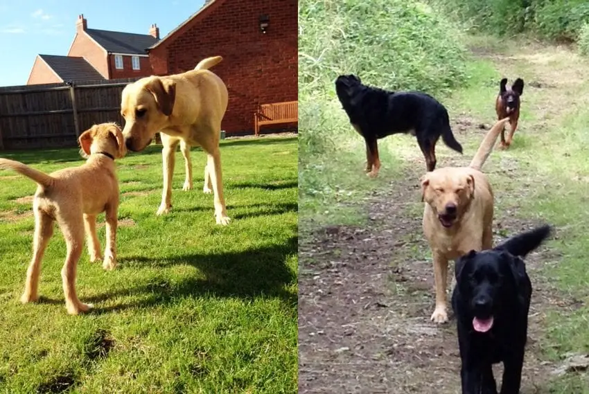 dog walking services stamford
