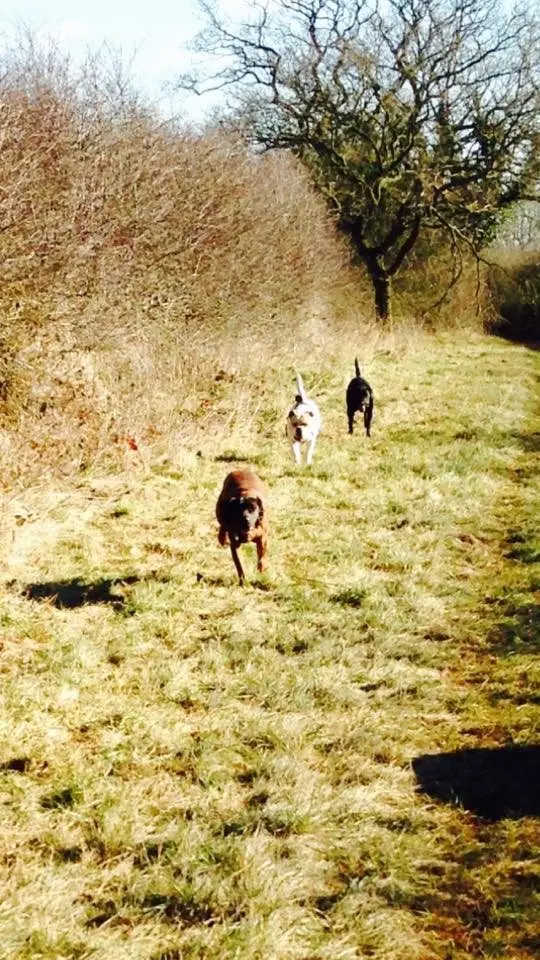 dogs running physical health