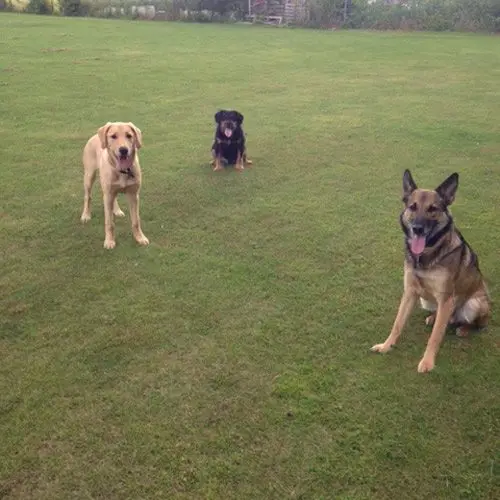 open field stamford dog walkers
