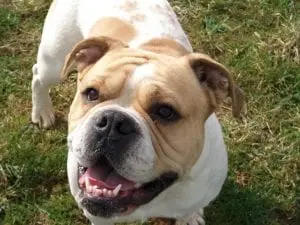 winston dog stamford