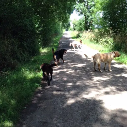 woodlane dog walking stamford