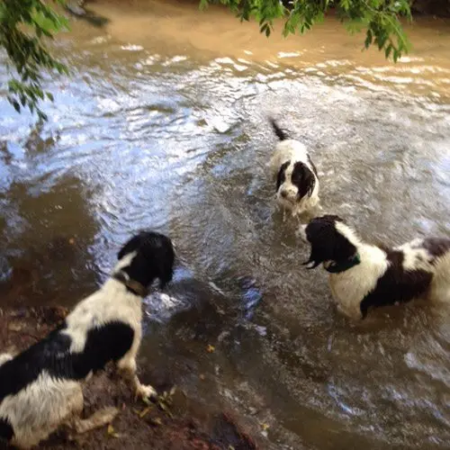 dog walkers walking in lake