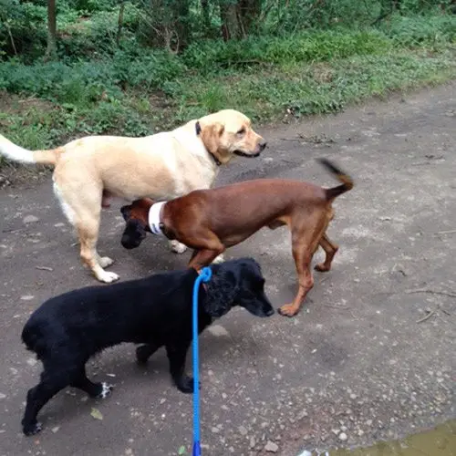 three dogs walking along path