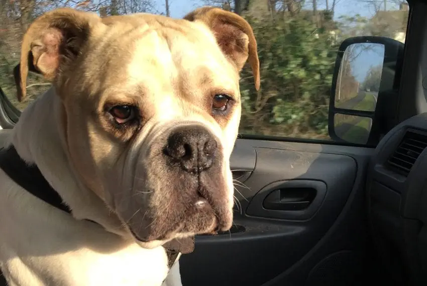 dog walking winston